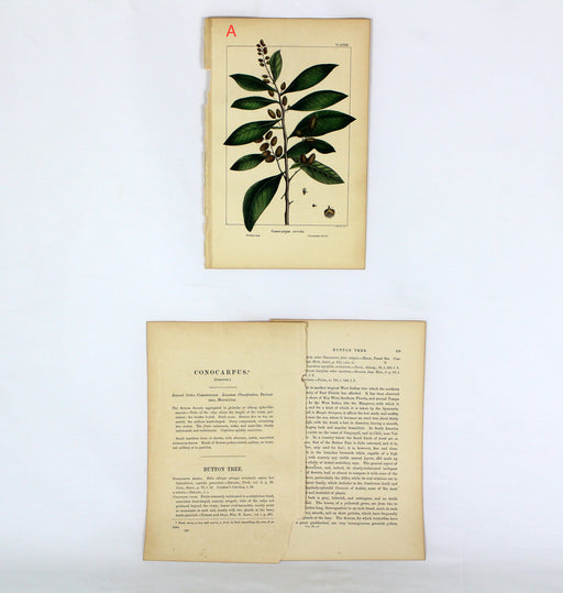 Michaux's North American Sylva antique botanical prints