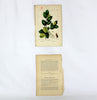 Vintage botanical print