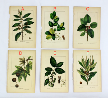 Michaux's North American Sylva Botanical Print